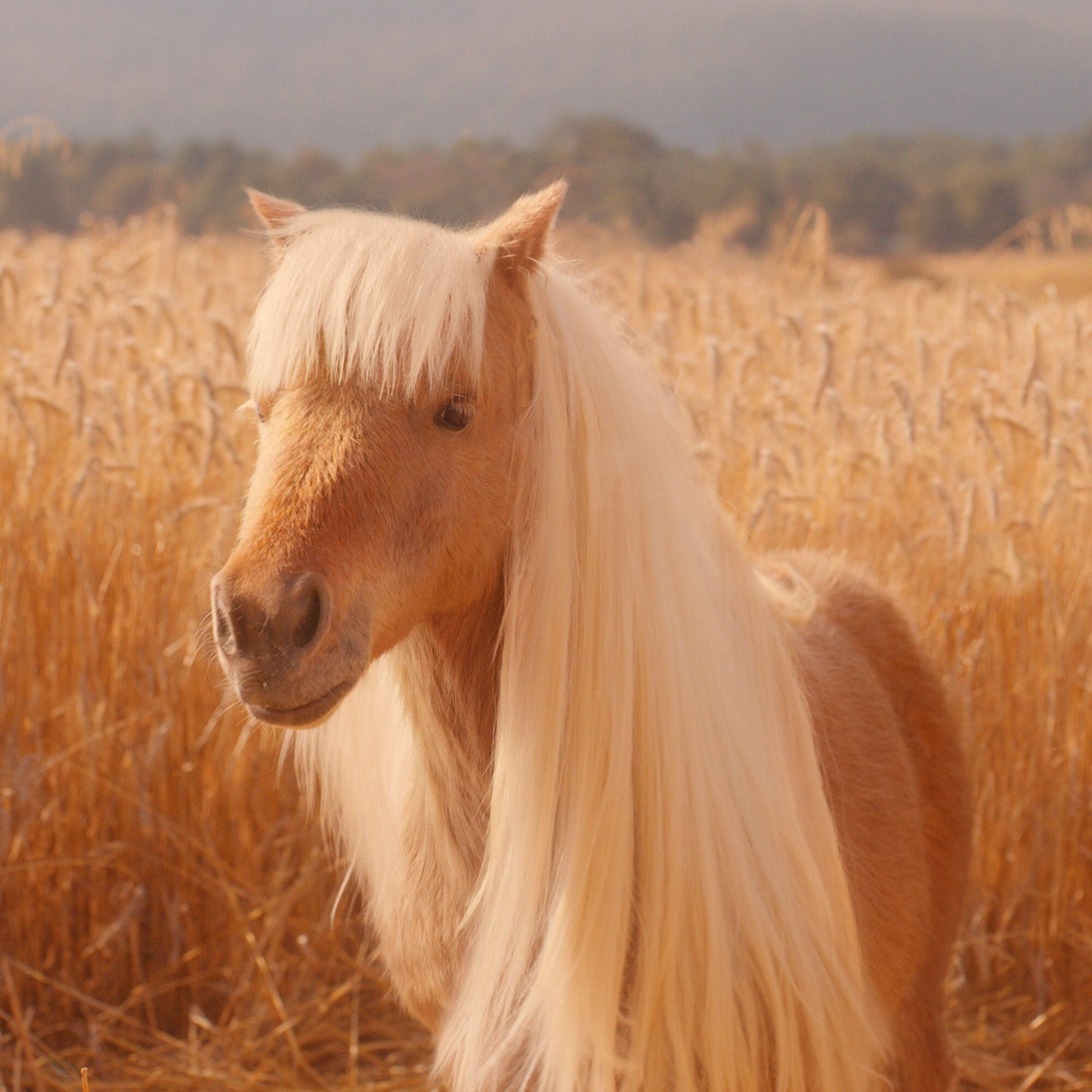 halo-glow-liquid-filter-h8 pony_pdp_2_e2011e9a-b9dd-4967-9b0f-b2fb03df5f80.jpg